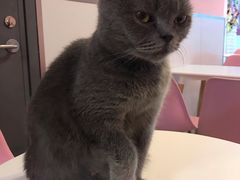 -三花喵·撸猫购宠·宠物生活馆(虹桥南丰城店)