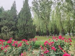 -太阳宫公园