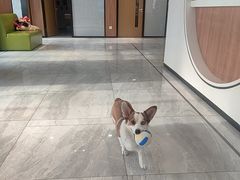 -北京派仕佳德动物医院·超导核磁·CT·神经科·骨科·内外科·急重症管理中心