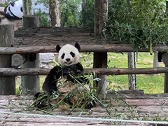 -西霞口神雕山野生动物世界