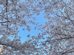 -高东镇樱花园
