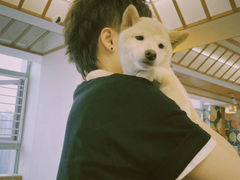 -豆柴町-柴犬主题狗咖(红鼎国际C座店)