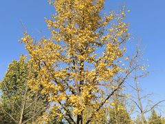 -北京西山国家森林公园