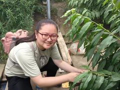 -南汇水蜜桃采摘(大团店)