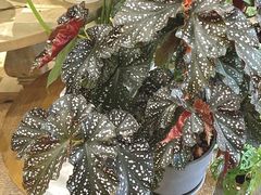 -自由生长植物工作室(深港花卉中心店)