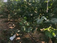 -马陆小张葡萄园农家乐