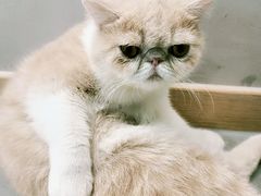 -飞行喵MR PILOT|猫舍·猫咖(静安大融城店)