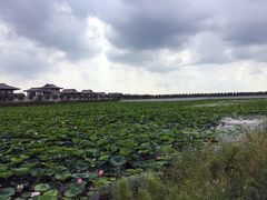 -呼兰河口湿地公园