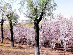 -永定河休闲森林公园