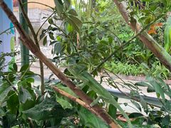 -广州长隆飞鸟乐园