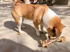 小黄-新疆国际大巴扎