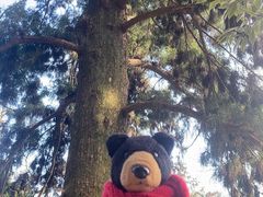 -天目山大树王景区