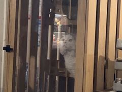 -Mr.Fox狐狸先生超级密室(南山店)