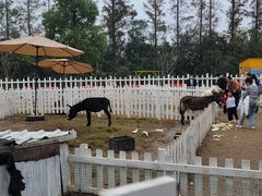 -前小桔亲子创意农场·草莓采摘·露营烧烤