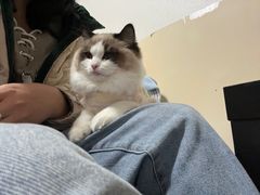 -灵美宠物诊所