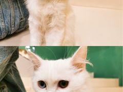 -飞行喵MR PILOT|猫舍·猫咖(静安大融城店)