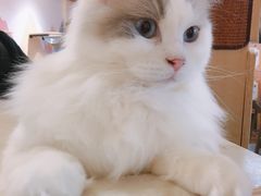 奶泡-滚猫咖啡·猫咖·猫友好撸猫(未来城店)