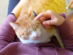 -猫咖时代(中山亭店)