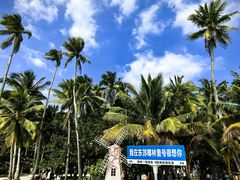 -东郊椰林
