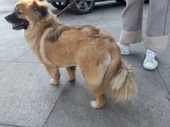 -柚子宠物(伊珊娜调理店)