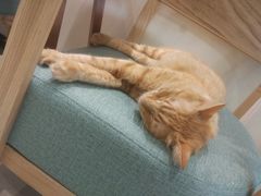 -藏猫猫咖啡主题馆(中央大道店)