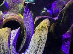 -太平洋海底世界