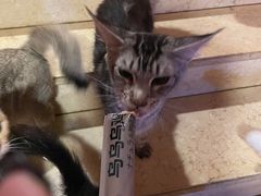 -猫爷宠物生活馆·撸猫馆