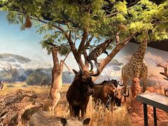 -陕西自然博物馆