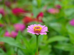 -洋湖国家湿地公园