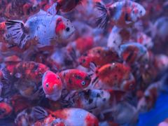 -青石桥花鸟鱼虫市场(叠翠城店)