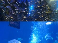 -华夏文旅海洋公园