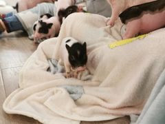 -浣熊柯尔鸭土拨鼠·电玩咖