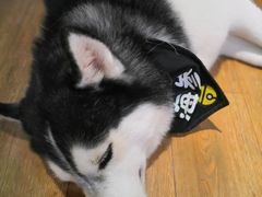 -Husky Go! 哈士奇体验馆·宠物咖啡厅狗咖