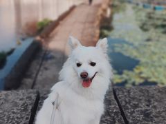 -鲁镇