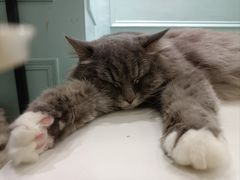 -安格丽娜·狗咖·猫咖羊驼咖(春熙路百盛商场店)