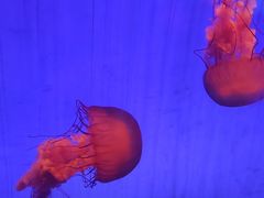 -上海海洋水族馆