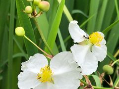 -中国科学院华南植物园