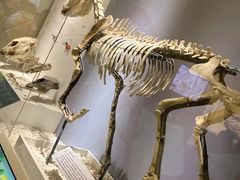 -国家自然博物馆