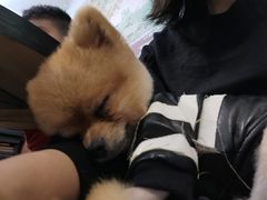 -柯斗斗主题餐厅·狗咖·围炉煮茶·茶饮(国瑞升平里店)