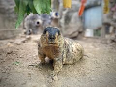 -广州长隆飞鸟乐园