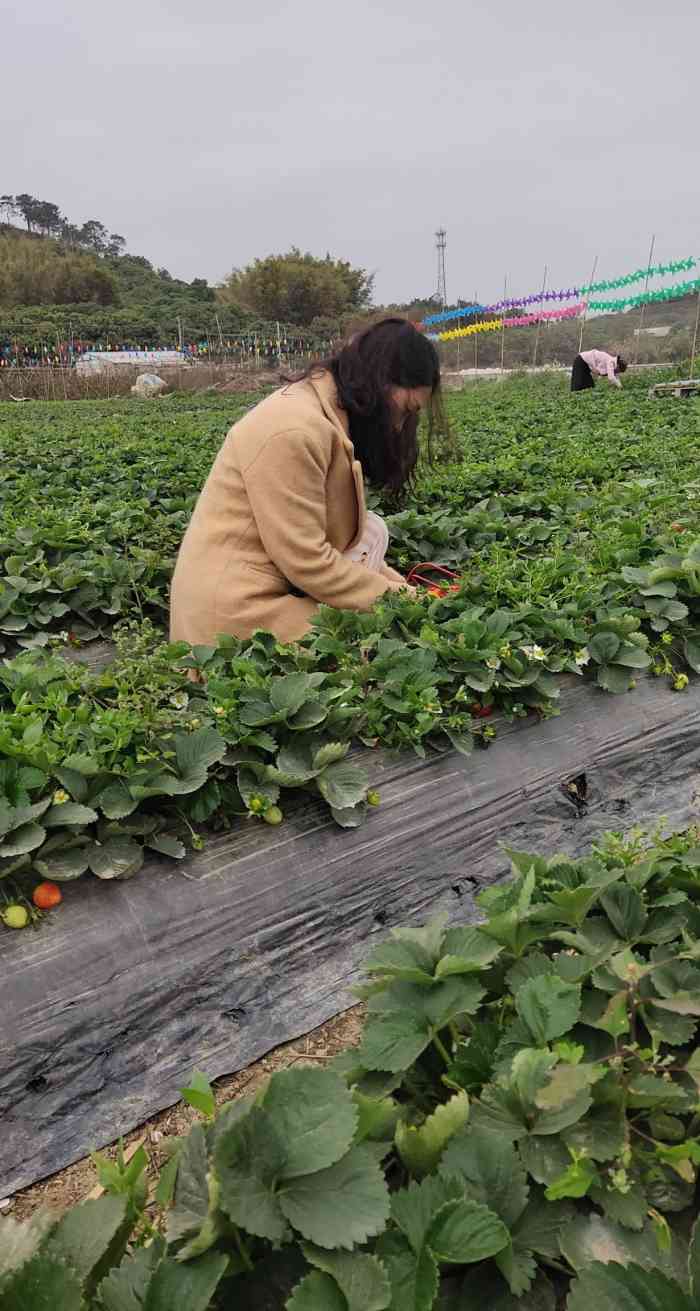 凤凰山草莓园-"凤凰山山脚的一家草莓园 草莓园的面积还.