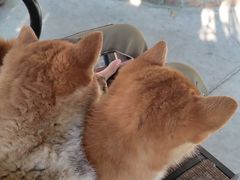 -柴犬高等学院·狗咖·柴犬售卖·宠物训练