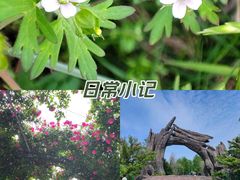 -广富林郊野公园