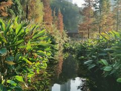 -重庆彩云湖湿地公园