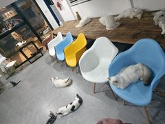 -松果猫咖(桐乡吾悦金街店)