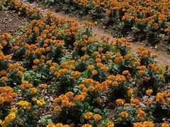 -天适樱花悠乐园