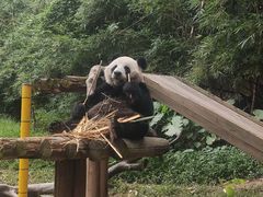 -广州长隆野生动物世界