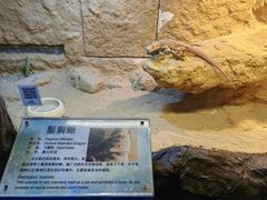 -上海大自然野生昆虫馆(东方明珠·爬宠昆虫探索中心)