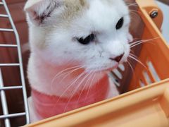 -纳吉亚猫专科动物医院·北北分院