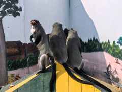 -西霞口神雕山野生动物世界